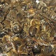 Подмор пчелиный, пчелиный подмор куплю, пчелиный подмор цена, продаю пчелиный подмор