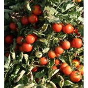 Семена томатов Дорис фото