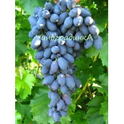 Саженцы винограда (сорт Кодрянка) фото