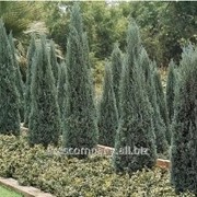 Можжевельник китайский Juniperus chinensis Blue Alps 60-100 C5