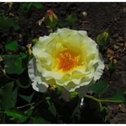 Саженцы однолетних роз Irene Frain фото