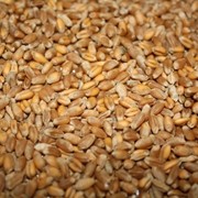 Посевной материал пшеницы