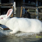 Продам кроликов породы белый панон фото