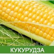 Посевной материал кукурузы отечественной селекции