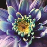 Фотовитраж ПР-35 Синий цветок фото