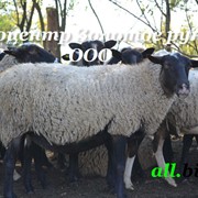 Копытные животные, овцы, бараны Романовская порода, канадский Олибс, в Украине, экспорт фото