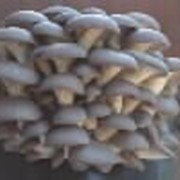 Мицелий грибов Вешенка. Штамм КЧ (Вешенка быстрорастущая) фотография