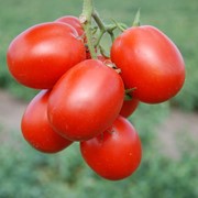 Семена томатов СТЕЛЛА РЕД F1 5000 сем. для свежего рынка и переработки, семена помидор, семена фотография