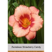 Лилейник Strawberry Candy фотография