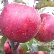 Саджанці яблуні сорту Камео на підщепі мм106.