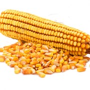 Семена кукурузы фото