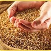 Семена пшеницы ярой - Хуторянка (двуручка)