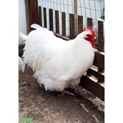Куры, цыплята Белый орпингтон фото