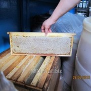 Мёд в сотах фото