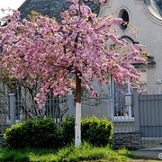 Сакура - Японская вишня