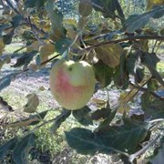 Саженцы яблонь, Кандиль фото