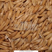 Пшеница на экспорт