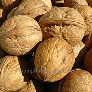 Nut in a shell фотография