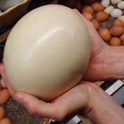 Страусиные яйца фото