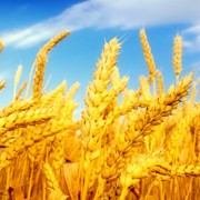 Кипим Пшеницу 3,4 Класса фото