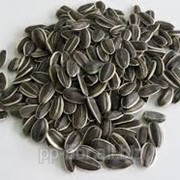 Семена подсолнуха для посева, подсолнечные семена сорта AS 33109 HO фото