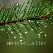 Сосновое масло эфирное Pinus silvestris