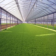 Теплицы пленочные фото