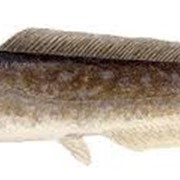 Рыба свежая- мраморный (клариевый) сом