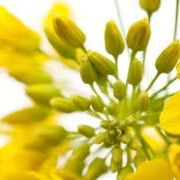 Рапс продовольственный оптом Украина фото