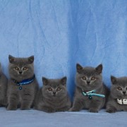 Британские котята фото