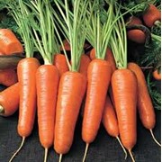 Морковь фото