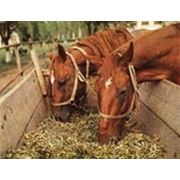 Активная добавка в пищевой рацион для лошадей