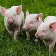 Жмых для откорма свиней в мешках по 25 кг