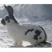 Продажа племенных кроликов-гигантов Немецкий пестрый фото