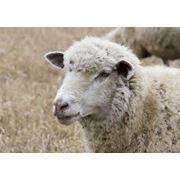 Шерсть овечья фото