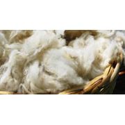 Шерсть овечья грубая (полугрубая) мытая фото