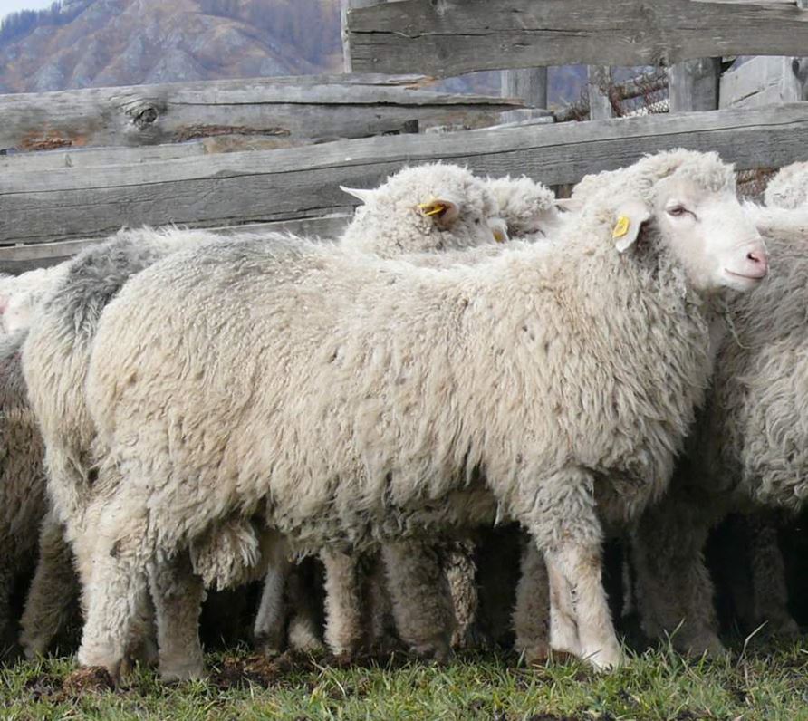 Купить алтайских овец. Алтайская тонкорунная порода. Алтайская порода овец. Породы Баранов романские. Горноалтайская порода овец.