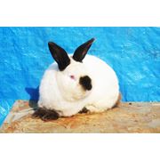 Калифорнийский кролик фото