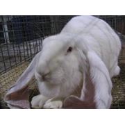 Кролик гигант маточное поголовье фото