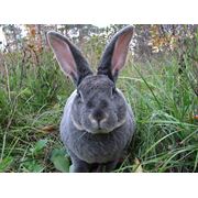 Кролик Рекс фото