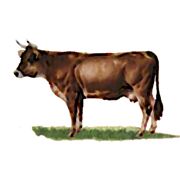 Швицкая порода коров фото