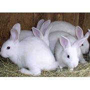 Комбикорм для кроликов. фото