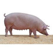 Йоркширские свиньи фото