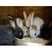 корм для кроликов фото