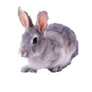 Комбикорма для кроликов фото
