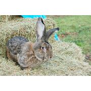 Кролики Фландр фото