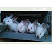 Крольчата фото
