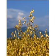 Комбикорма для животных под заказ фото