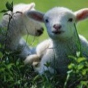Специальное предложение для овцеводческих хозяйств фото