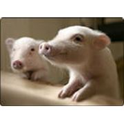 Pаменитель цельного молока свиноматок «Порсимилк» фото